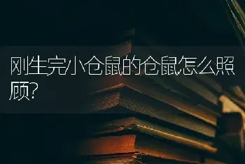 刚生完小仓鼠的仓鼠怎么照顾？