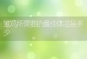 雏鸡所需要的最佳体温是多少