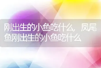 刚出生的小鱼吃什么，凤尾鱼刚出生的小鱼吃什么