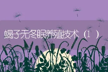 蝎子无冬眠养殖技术（1）