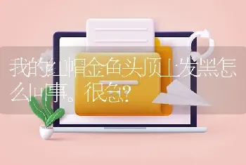 我的红帽金鱼头顶上发黑怎么回事。很急？