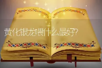 黄化银龙喂什么最好？