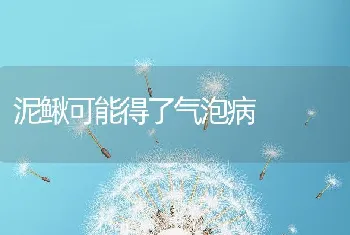 泥鳅可能得了气泡病