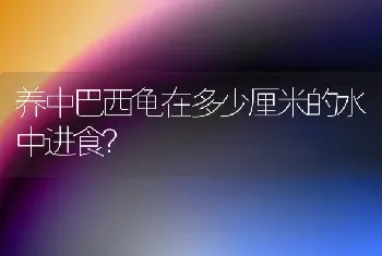 西非侧颈龟长大了好看吗？