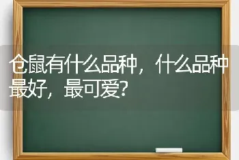 仓鼠有什么品种，什么品种最好，最可爱？