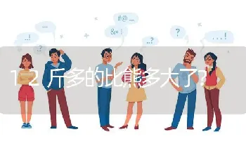 12斤多的比熊多大了？