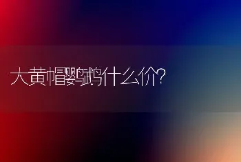 大黄帽鹦鹉什么价？