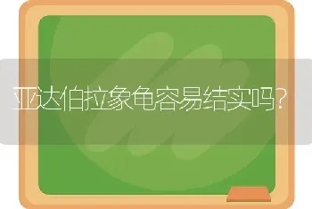 亚达伯拉象龟容易结实吗？