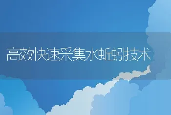 高效快速采集水蚯蚓技术