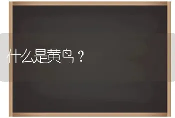 什么是黄鸟？