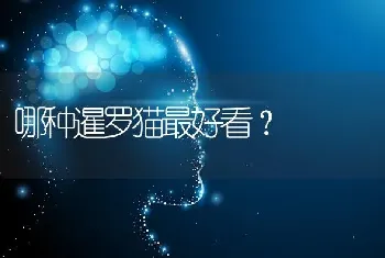 哪种暹罗猫最好看？