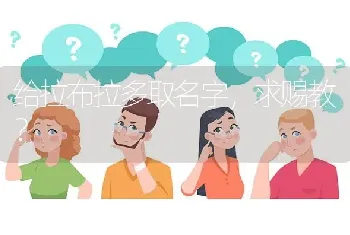 给拉布拉多取名字，求赐教？