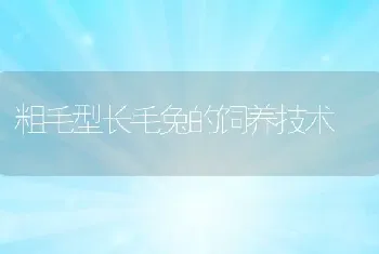 粗毛型长毛兔的饲养技术