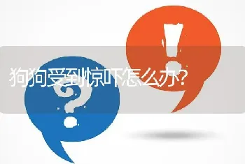 狗狗受到惊吓怎么办？