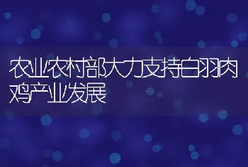 农业农村部大力支持白羽肉鸡产业发展