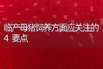 临产母猪饲养方面应关注的4要点