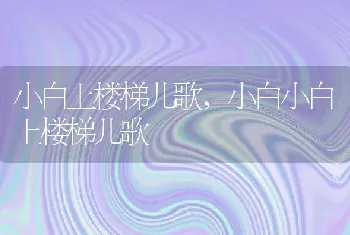 小白上楼梯儿歌，小白小白上楼梯儿歌