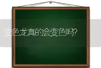 变色龙真的会变色吗？