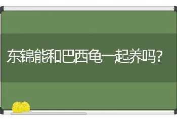 东锦能和巴西龟一起养吗？