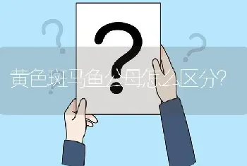 黄色斑马鱼公母怎么区分？