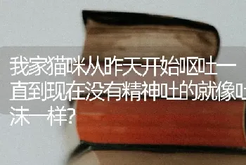 我家猫咪从昨天开始呕吐一直到现在没有精神吐的就像吐沫一样？