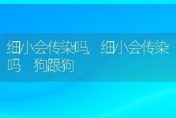 细小会传染吗，细小会传染吗 狗跟狗