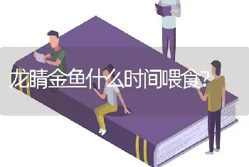 龙睛金鱼什么时间喂食？