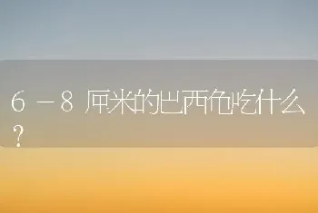 6-8厘米的巴西龟吃什么？