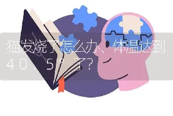 猫发烧了怎么办、体温达到40.5°了？