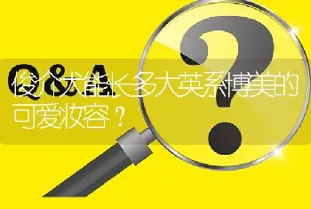 俊介犬能长多大英系博美的可爱妆容？