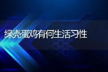 绿壳蛋鸡有何生活习性