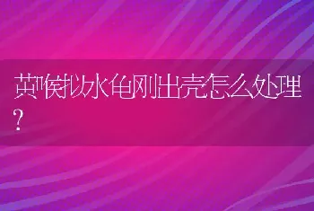 黄喉拟水龟刚出壳怎么处理？