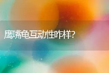 鹰嘴龟互动性咋样？