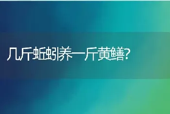 几斤蚯蚓养一斤黄鳝？