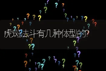 虎斑法斗有几种体型的？