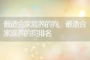 最适合家庭养的狗，最适合家庭养的狗排名