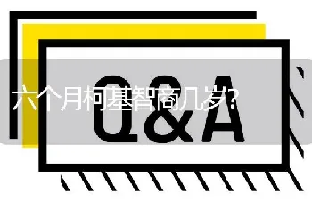 六个月柯基智商几岁？