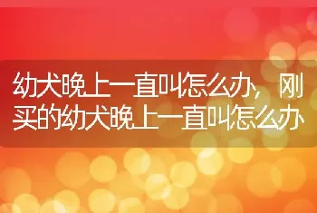 幼犬晚上一直叫怎么办，刚买的幼犬晚上一直叫怎么办