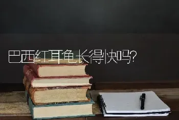 巴西红耳龟长得快吗？