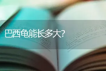 巴西龟能长多大？