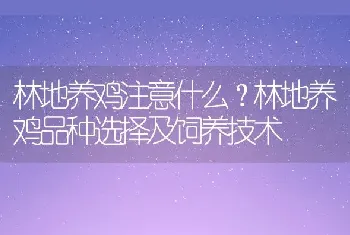 林地养鸡注意什么？林地养鸡品种选择及饲养技术