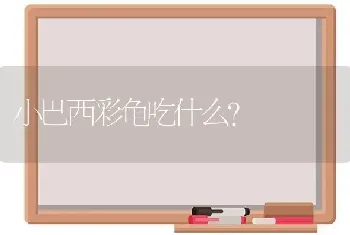 小巴西彩龟吃什么？