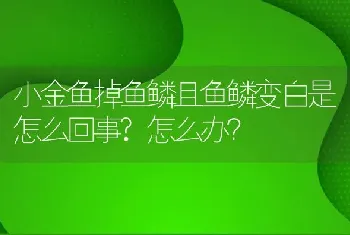 小金鱼掉鱼鳞且鱼鳞变白是怎么回事？怎么办？