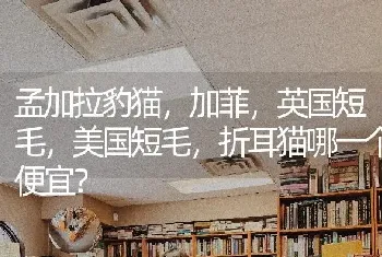 孟加拉豹猫，加菲，英国短毛，美国短毛，折耳猫哪一个便宜？