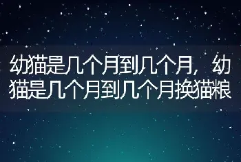 幼猫是几个月到几个月，幼猫是几个月到几个月换猫粮