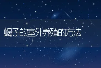 蝎子的室外养殖的方法