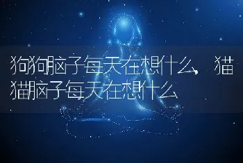 狗狗脑子每天在想什么，猫猫脑子每天在想什么