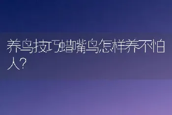 养鸟技巧蜡嘴鸟怎样养不怕人？