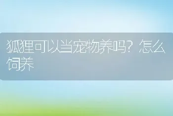 狐狸可以当宠物养吗？怎么饲养