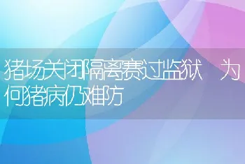 猪场关闭隔离赛过监狱为何猪病仍难防